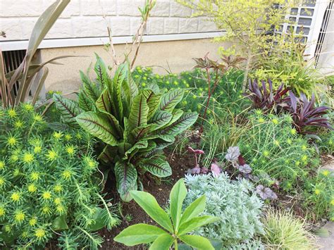 陰生植物 一覧|陰生植物とは？日陰で育つ植物の特徴 